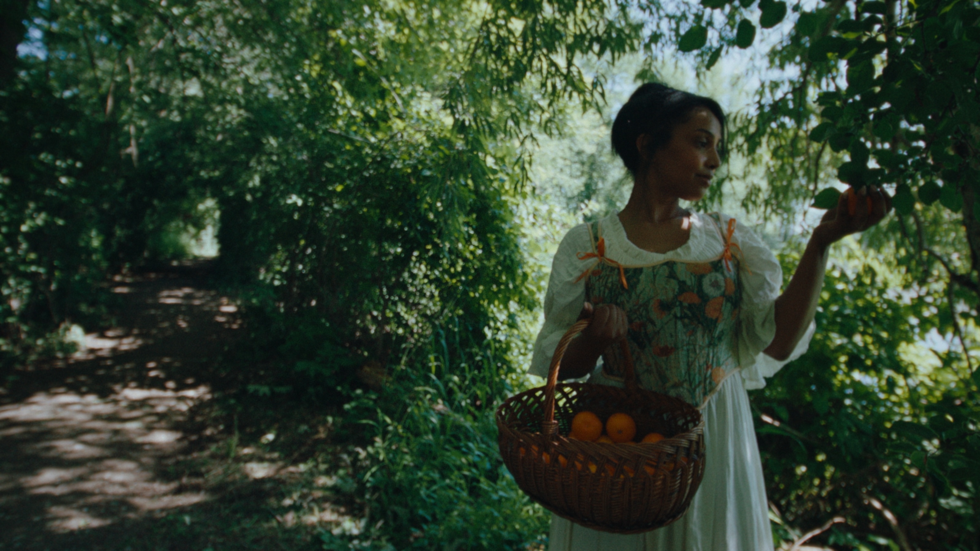Sara gathering clementines into a woven basket